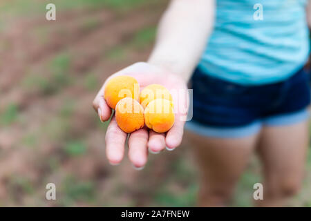 Hand hält viele Kommissionierung kostenloses Obst Aprikose im Obstgarten in Fruita Capitol Reef National Monument im Sommer Nahaufnahme mit bokeh Hintergrund der Frau Mädchen Stockfoto