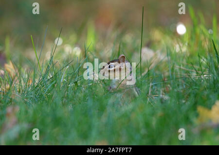 Eine östliche Chipmunk späht aus dem Gras in den frühen Morgenstunden Stockfoto