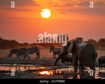 Elefanten und Zebras bei Sonnenuntergang von einem Wasserloch Stockfoto