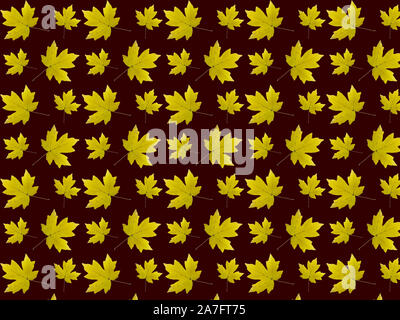 Gelbe Ahornblätter auf einem dunklen braunen Hintergrund. Muster der Blätter im Herbst Stockfoto