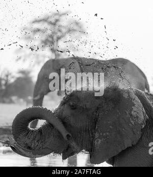 Ein schwarz-weiß Bild eines afrikanischen Elefanten spritzen. Stockfoto