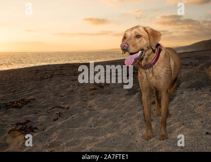Ein schöner pet-gelben Labrador retirever Hund stehend auf einem Cornwall Strand bei Sonnenuntergang mit dem Ozean hinter während der Sommerferien suchen fit und heilen Stockfoto
