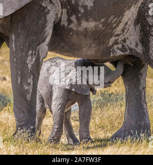 Ein Baby Elephant Säuglinge von der Mutter Stockfoto