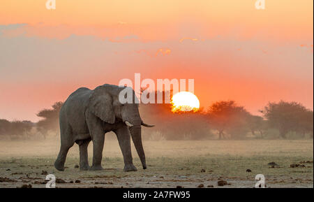 Afrikanischer Elefant Spaziergang bei Sonnenuntergang. Stockfoto