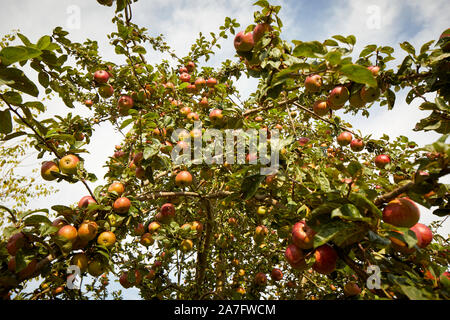 Rote Äpfel auf einem Apfelbaum Stockfoto