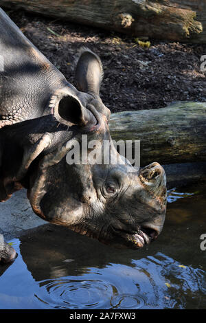 Großen indischen Rhinozeros; Rhinoceros unicornis; Zoo Basel, Schweiz Stockfoto