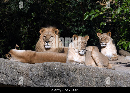 Pride Of Lions; Panthera leo; Zoo Basel, Schweiz Stockfoto