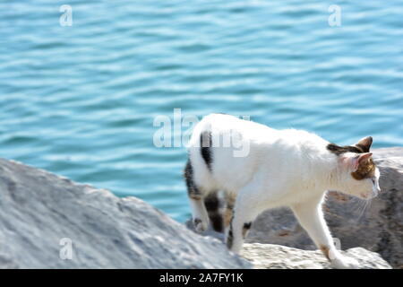 Eine weiße und eine Tabby-katze wandern durch bunte Fischerboote auf ein mediterranes, lauern um die Felsen herum auf der Suche nach Essen, dann schlafen Stockfoto