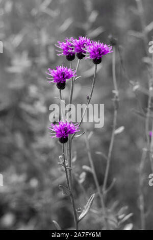 Blüten einer Pflanze die Klette (Arctium láppa) auf einem schwarzen und weißen Hintergrund. Konzept. Vertikale erschossen. Vorderansicht. Stockfoto