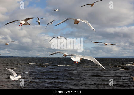 Herde von Black-headed Möwen mit Winter Gefieder über den Ufern des Lough Neagh ballyronan County Derry in Nordirland fliegen Stockfoto