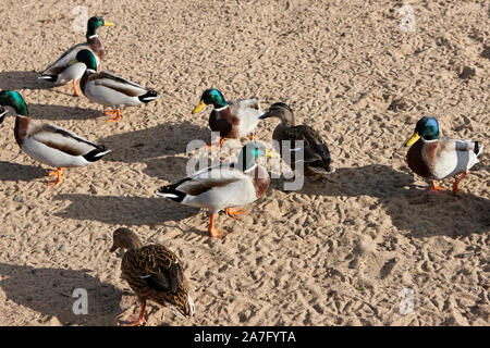 Stockenten männlichen und weiblichen auf sandigen Ufer des Lough Neagh County Derry in Nordirland Stockfoto