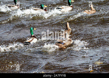 Stockenten männliche und weibliche Herde Landung auf dem Wasser ballyronan Lough Neagh County Derry in Nordirland Stockfoto