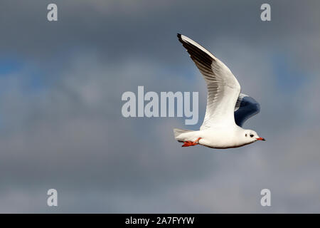 Rieuse winter Gefieder fliegen ballyronan Lough Neagh County Derry in Nordirland unter der Leitung Stockfoto