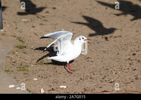 Single Lachmöwe mit Winter Gefieder am Sandstrand am Ufer des Lough Neagh ballyronan County Derry in Nordirland Stockfoto