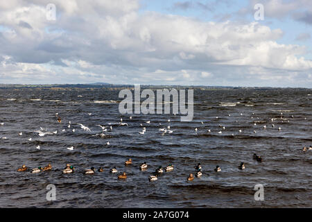 Wilde Vögel wie Enten und black-headed Möwen am Strand von ballyronan Lough Neagh County Derry in Nordirland Stockfoto