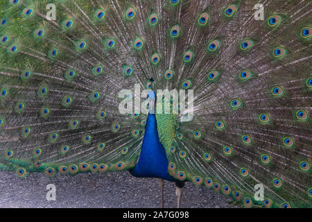 Hell Grün und Blau Pfau. Stockfoto