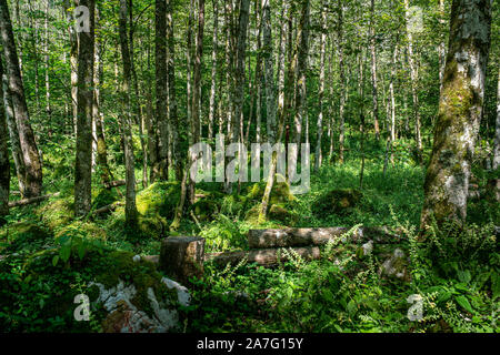 Sonnenstrahlen durch dichten Bäumen Äste im dichten grünen Wald in Deutschland im Frühling Stockfoto