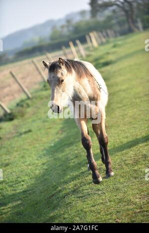 Pferde gehalten im offenen Fahrerlager Stockfoto