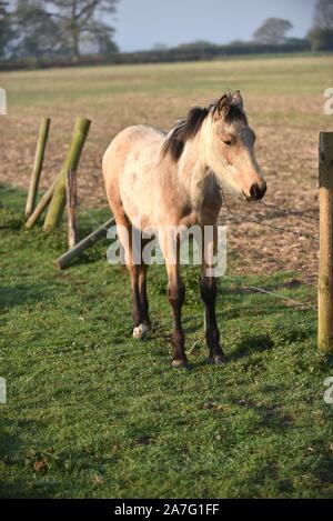 Pferde gehalten im offenen Fahrerlager Stockfoto