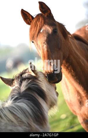 Pferde gehalten im offenen Fahrerlager Stockfoto