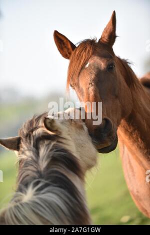 Pferde gehalten im offenen Fahrerlager Stockfoto