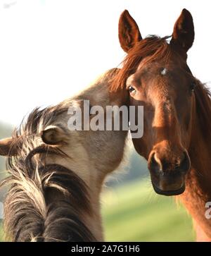 Pferde gehalten im offenen Fahrerlager Stockfoto