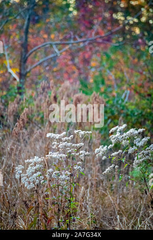 Weiße Blumen, bunte Blätter und grüne Bäume zeigen Sie Herbst Farben Stockfoto