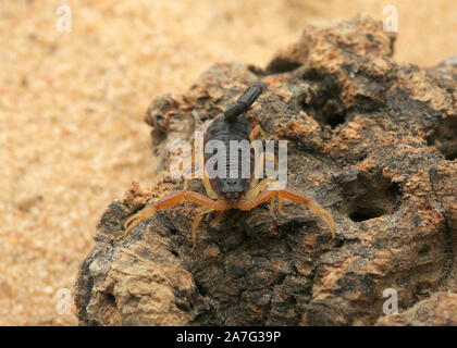 Hottenttota franzwerneri, Hottentotta, Buthidae, Scorpion Stockfoto