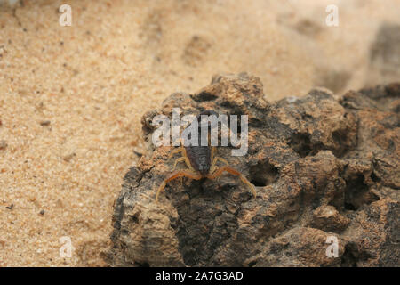 Hottenttota franzwerneri, Hottentotta, Buthidae, Scorpion Stockfoto