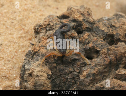 Hottenttota franzwerneri, Hottentotta, Buthidae, Scorpion Stockfoto