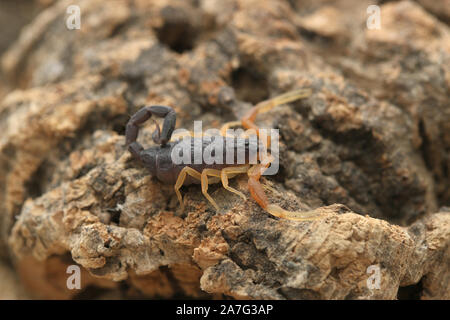 Hottenttota franzwerneri, Hottentotta, Buthidae, Scorpion Stockfoto