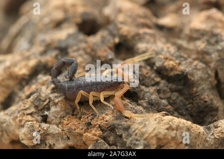 Hottenttota franzwerneri, Hottentotta, Buthidae, Scorpion Stockfoto