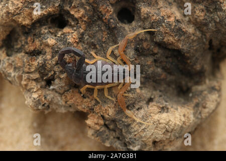 Hottenttota franzwerneri, Hottentotta, Buthidae, Scorpion Stockfoto