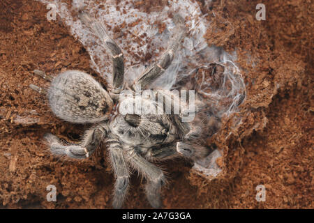 Burst gehörnten Pavian Vogelspinne oder Afrikanische hinten - gehörnte Pavian Tarantula, Ceratogyrus darlingi und Babys Stockfoto