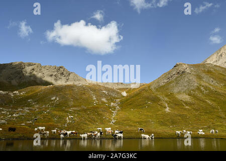 Eine Herde Kühe grasen und erfrischende am Ufer des Pic d'Asti See in Colle dell'Agnello Mountain Pass im Spätsommer, Chianale, Piemont, Italien Stockfoto