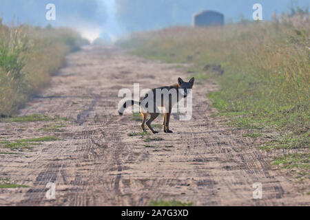 Eine sehr seltene Sichtung eines wilden roten Wolf (Canis rufus) Stockfoto