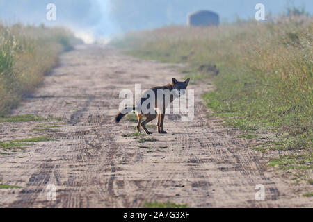 Eine sehr seltene Sichtung eines wilden roten Wolf (Canis rufus) Stockfoto