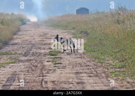Eine sehr seltene Sichtung eines wilden roten Wolf (Canis rufus) Stockfoto