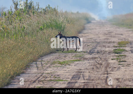 Eine sehr seltene Sichtung eines wilden roten Wolf (Canis rufus) Stockfoto