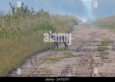 Eine sehr seltene Sichtung eines wilden roten Wolf (Canis rufus) Stockfoto