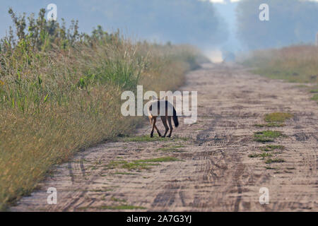 Eine sehr seltene Sichtung eines wilden roten Wolf (Canis rufus) Stockfoto