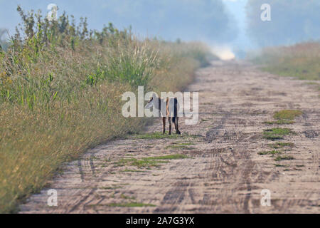 Eine sehr seltene Sichtung eines wilden roten Wolf (Canis rufus) Stockfoto