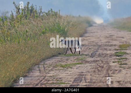 Eine sehr seltene Sichtung eines wilden roten Wolf (Canis rufus) Stockfoto