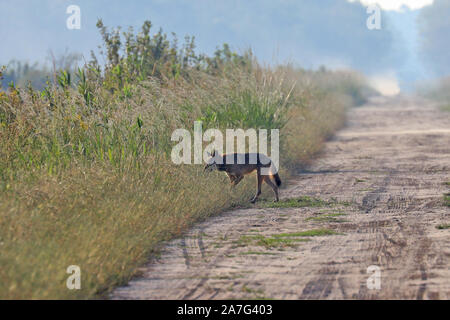 Eine sehr seltene Sichtung eines wilden roten Wolf (Canis rufus) Stockfoto