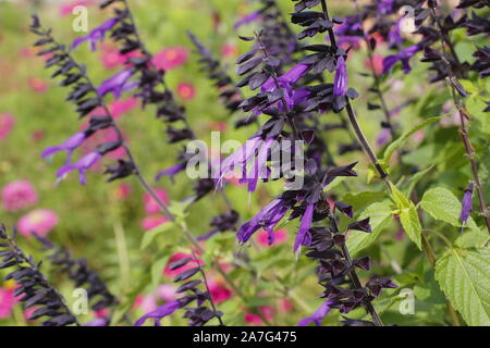 Salvia "amistad", mehrjährige Salbei Blüte im September garten Grenze. UK. Hauptversammlung Stockfoto