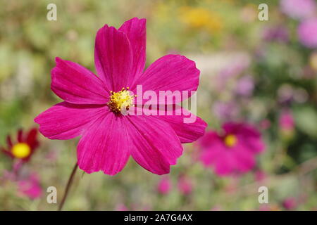 Schmuckkörbchen 'Dazzler' tief rosa Winterharte jährliche Blüte im September garten Grenze. Großbritannien Stockfoto