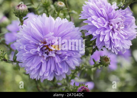 Aster novi belgii Marie Ballard anzeigen markante Pulver blau gefüllte Blüten in einem September Garten. Großbritannien Stockfoto