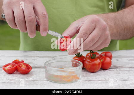Solanum Lycopersicum. Speichern tomatensamen von Ausportioniertem Samen in Wasser ihre Beschichtung zu entfernen, bevor sie trocknen und lagern. Stockfoto