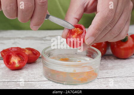 Solanum Lycopersicum. Speichern tomatensamen von Ausportioniertem Samen in Wasser ihre Beschichtung zu entfernen, bevor sie trocknen und lagern. Stockfoto