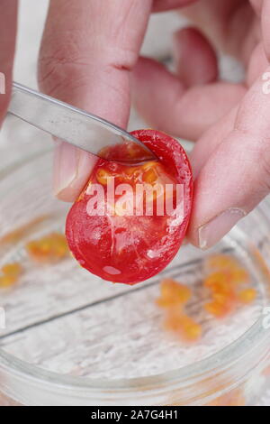 Solanum Lycopersicum. Speichern tomatensamen von Ausportioniertem Samen in Wasser ihre Beschichtung zu entfernen, bevor sie trocknen und lagern. Stockfoto